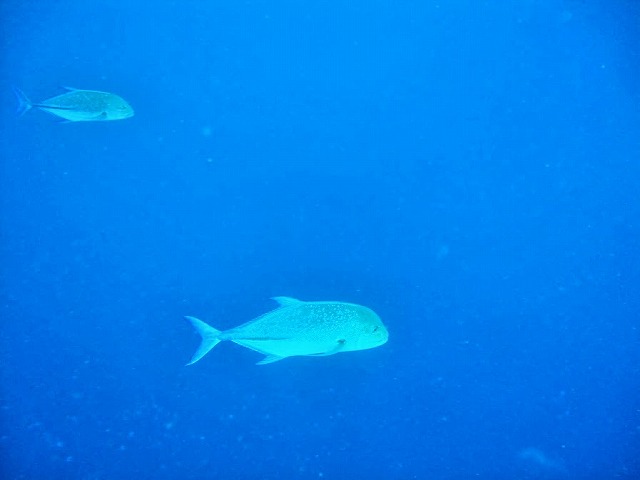 DSC09010